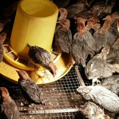 Gà ai cập 1 tuần tuổi